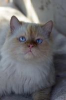 Лот: 5847763. Фото: 5. Шикарный породистый кот бесплатно