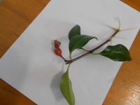 Лот: 11067852. Фото: 3. Гипоцирта голая ( молодое растение... Растения и животные