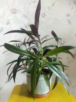 Лот: 14357358. Фото: 5. Рео, подрос.
