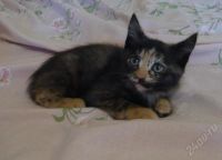 Лот: 397112. Фото: 3. Отдам котят. Растения и животные