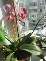 Лот: 5361354. Фото: 4. Орхидея. Красноярск