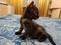 Лот: 15678374. Фото: 4. Котёнок-кошечка. Красноярск