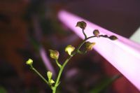 Лот: 3535206. Фото: 2. Орхидея онцидиум с цветоносом. Комнатные растения и уход