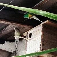 Лот: 9235173. Фото: 3. Певчий попугай самец. Растения и животные
