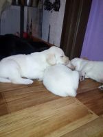 Лот: 7947963. Фото: 5. Лабрадорчики с родословной и клеймом...