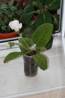 Лот: 2968557. Фото: 2. Глоксиния 35 (цветет). Комнатные растения и уход