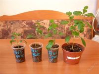 Лот: 1408226. Фото: 2. фуксия SOUTH GATE. Комнатные растения и уход