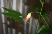 Лот: 5066936. Фото: 3. Абутилон Селло № 6 (комнатный... Растения и животные