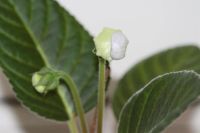 Лот: 3888340. Фото: 3. глоксиния синий крап (зацветает... Растения и животные