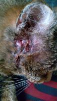 Лот: 6960068. Фото: 3. отдам бездомного кота приблудился... Растения и животные