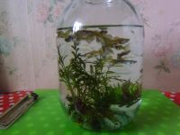 Лот: 19483866. Фото: 6. Рыбки аквариумные Гуппи с растениями...