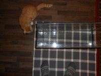 Лот: 5007279. Фото: 2. Аквариум литров 50. Аквариумистика