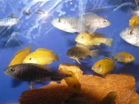 Лот: 2754833. Фото: 2. Аулонокара Фрайберга мальки. Аквариумистика