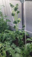 Лот: 6875923. Фото: 3. Семена томатов Ведро с куста... Для дачи, дома, огорода, бани, парка