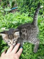 Лот: 10188512. Фото: 2. Подарю шотландского котика. Животные и уход