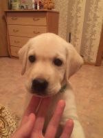 Лот: 10261145. Фото: 3. Щенок Лабрадора. Растения и животные