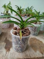 Лот: 20763153. Фото: 4. Neofinetia falcata Furan. Красноярск