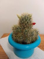 Лот: 21061381. Фото: 2. Маммилярия побегоносная/Mammillaria... Комнатные растения и уход