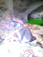 Лот: 7002657. Фото: 2. серый комочек счатья. Животные и уход