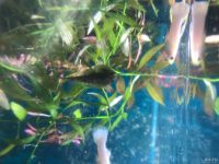 Лот: 16470164. Фото: 5. Псевдоскат - Севелия Линеолата