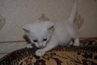 Лот: 3497688. Фото: 4. Замечательные белые котята!. Красноярск