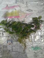 Лот: 8539512. Фото: 3. Анубиас аквариумное растение. Растения и животные