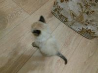 Лот: 8278708. Фото: 2. Пушистенький котик для хороших... Животные и уход