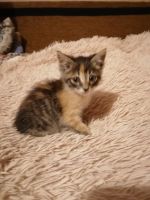 Лот: 16309186. Фото: 3. Котёнок(девочка). Растения и животные
