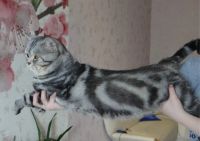 Лот: 6193202. Фото: 5. Британские мраморные котята.