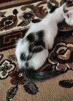 Лот: 20678755. Фото: 4. Котенок. Красноярск