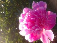 Лот: 7394737. Фото: 2. саженцы пиона розовый. Семена, рассада, садовые растения