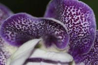 Лот: 2987292. Фото: 5. Глоксиния 6 (цветущая)