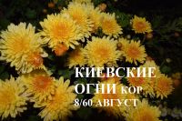 Лот: 13271744. Фото: 5. Корейские хризантемы Индус и...