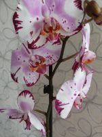 Лот: 12121233. Фото: 4. Орхидея фаленопсис (цветёт). Красноярск