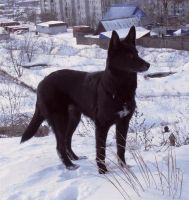 Лот: 2784043. Фото: 2. Красивая Собака, СМОТ, ЛОТ!. Животные и уход