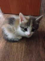 Лот: 7438606. Фото: 2. Не актуально. Животные и уход