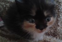 Лот: 3057432. Фото: 4. КОТЭ , маленькое счастье на ладони... Красноярск