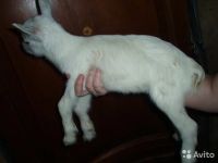 Лот: 8930705. Фото: 4. Козочка комолая Зааненско-альпийская. Красноярск