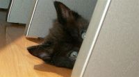 Лот: 2728915. Фото: 2. Воспитанные озорные котята. Животные и уход