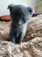 Лот: 17302338. Фото: 2. Шотландцы котята. Животные и уход