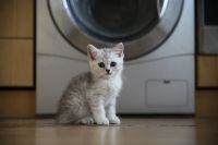 Лот: 11739361. Фото: 3. Британский котенок 2 мес - мальчик1... Растения и животные
