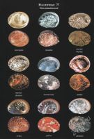 Лот: 2227631. Фото: 3. A Conchological Iconography -... Литература, книги