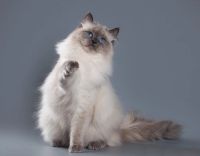 Лот: 11491671. Фото: 2. котёнок невская маскарадная. Животные и уход