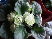 Лот: 8713000. Фото: 2. Фиалка, сорт Spring rose. Комнатные растения и уход