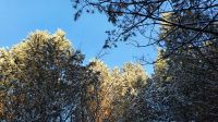 Лот: 19922373. Фото: 2. Земельный участок в лесу п.Манский... Продажа