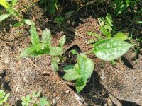 Лот: 16153388. Фото: 3. медуница сахарная. Для дачи, дома, огорода, бани, парка