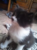 Лот: 3050080. Фото: 2. отдам котенка в хорошие руки. Животные и уход