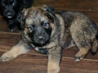 Лот: 4805144. Фото: 2. Подарю. Щенок Двортерьера. Для... Животные и уход