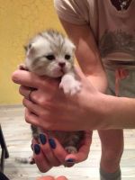 Лот: 6908473. Фото: 12. Котята мраморные шотландские прямоухие...