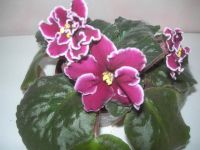 Лот: 3387427. Фото: 2. фиалка Red lantern. Комнатные растения и уход